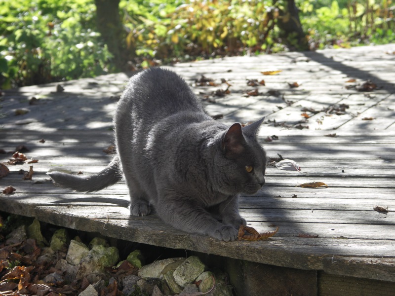 Un chat sur un truc en bois