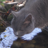 Un chat qui boit dans l'tang